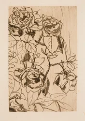 Studio di rose